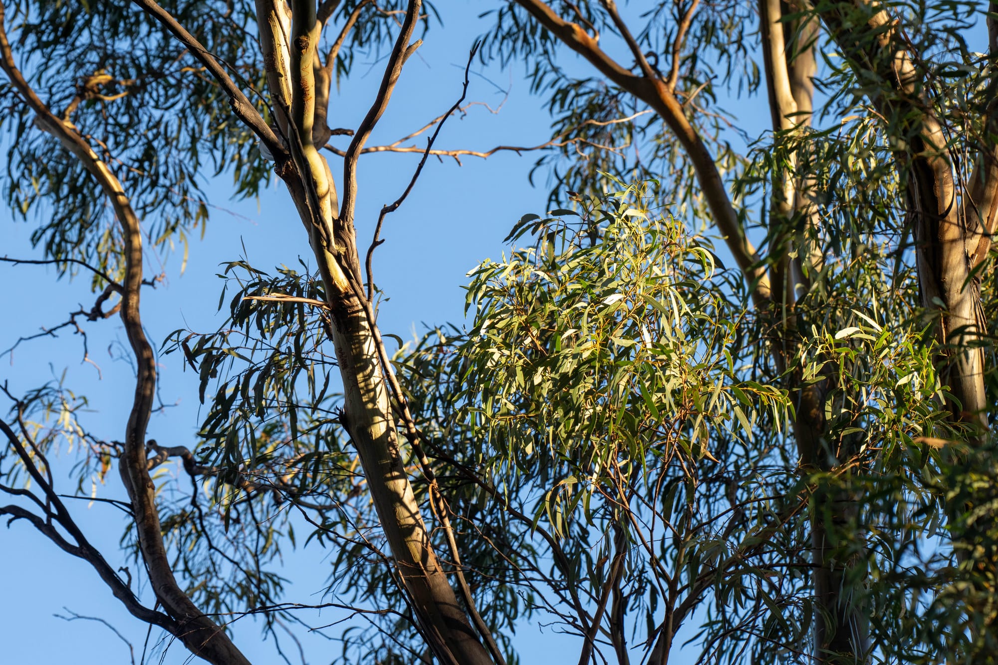 beautiful gum Trees and shrubs in the Australian bush forest. Gumtrees and native plants growing in Australia in spring in australia