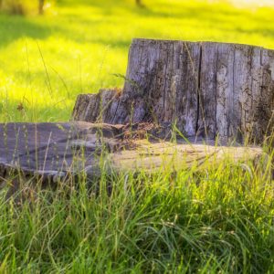 Stump grinding and removal