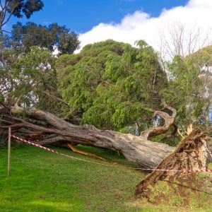 Tree Removal Wonthaggi
