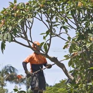Tree Pruning Wonthaggi