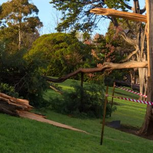 Tree Removal Wonthaggi