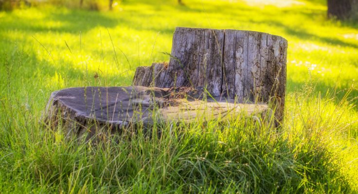 Stump grinding and removal